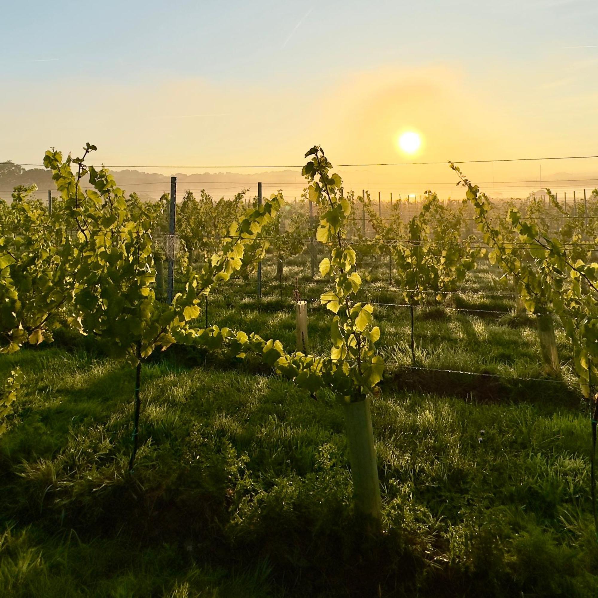 Pinkmead Estate And Vineyard Villa Osborne  Ngoại thất bức ảnh